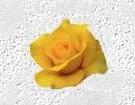 yellow rose